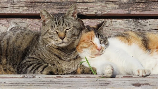 寄り添いながら寝る猫