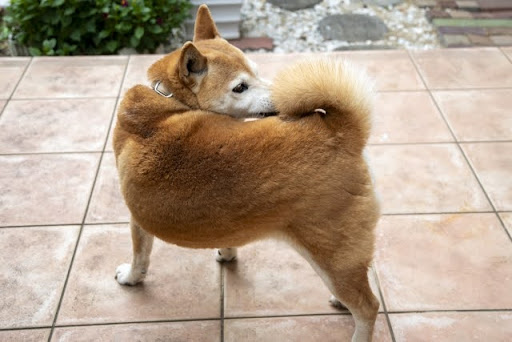 お尻を舐めようとしている柴犬