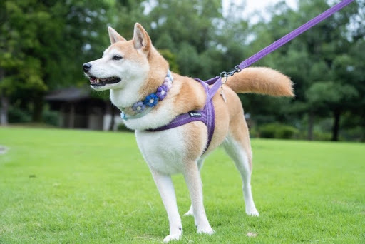 立っている柴犬