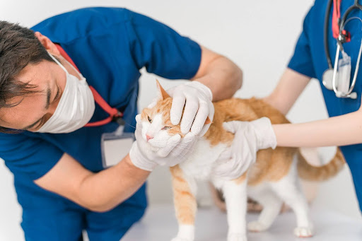 猫を診察する獣医師