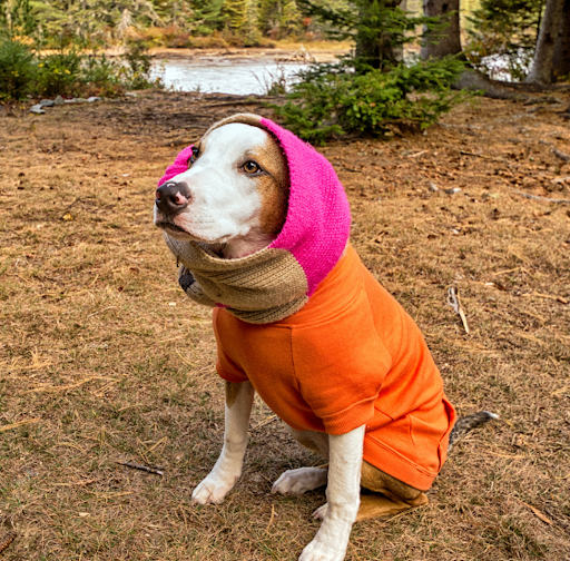 耳を隠している寒冷凝集素症の犬