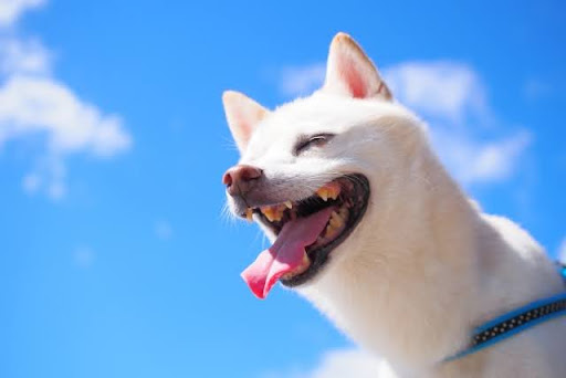 青い空と犬