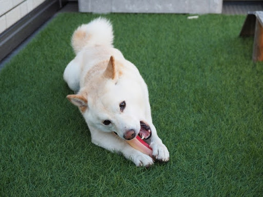 おもちゃを噛む白い犬