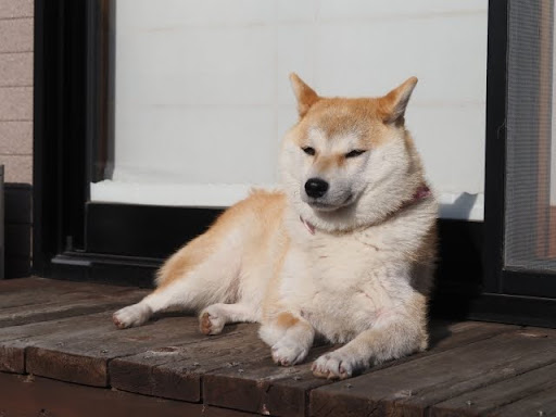 日向ぼっこしている柴犬