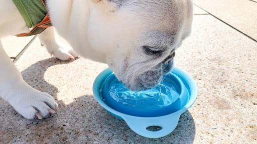 水飲んでいるフレンチブルドッグ