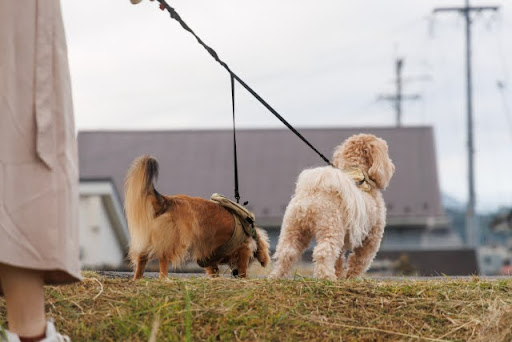 二匹の犬のお尻