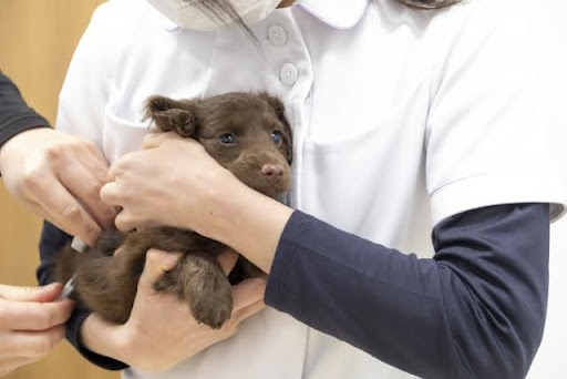 動物看護師に抱っこされる犬