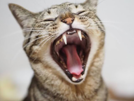 口を開けている猫