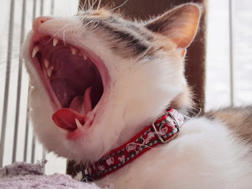 あくびをしている猫