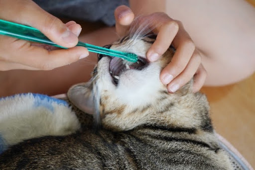 歯磨きをしている猫