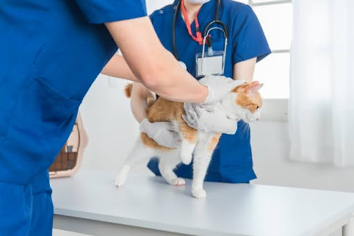 獣医師の診察を受ける猫