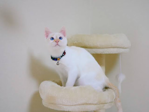 キャットタワーにいる白猫