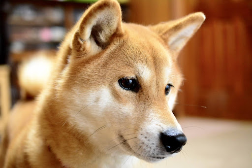 横を見ている柴犬