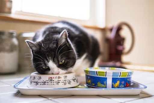 フードを食べる白黒猫