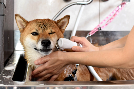 シャンプーをされる柴犬