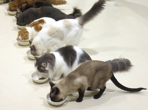 ご飯を食べている猫たち