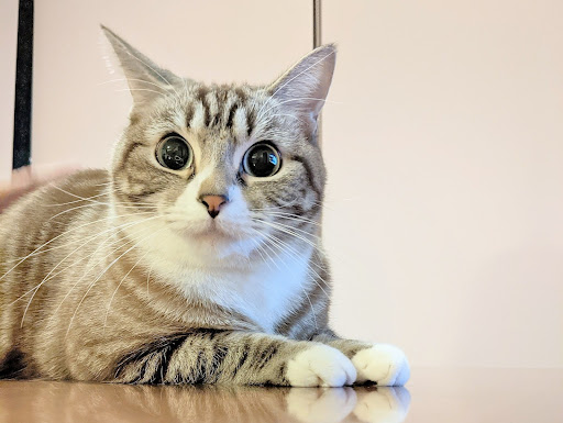 伏臥位でこちらをみている猫