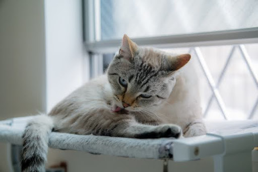 足を舐める猫