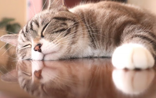 机に頬を当てる猫
