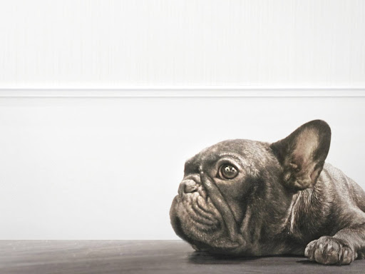 上目遣いの黒いフレンチブルドッグ