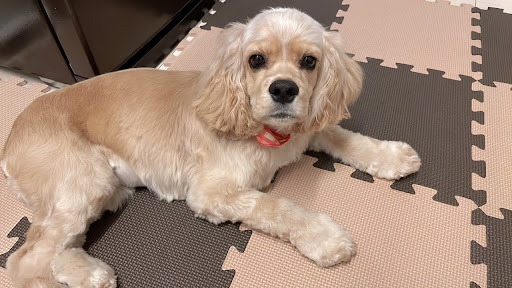 マットの上にいるアメリカンコッカースパニエル