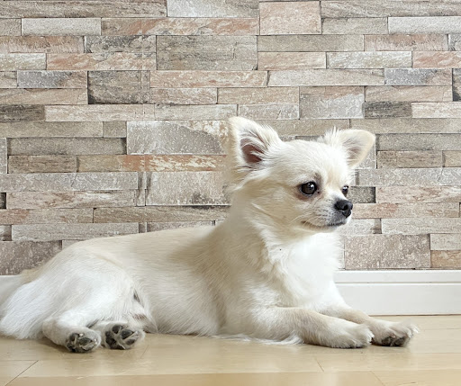 横を見ている白いチワワ