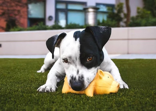 おもちゃを咥える白黒犬