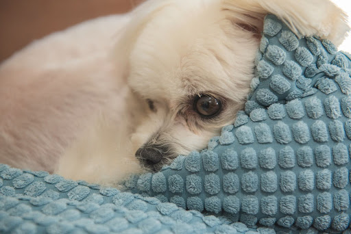 毛布に寄り添う白い犬