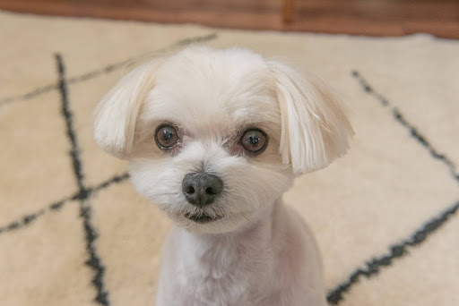 こちらを見ている白いマルチーズ