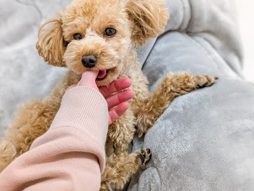 飼い主の指を咥えるトイプードル