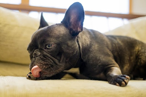 手を舐めるフレンチブルドッグ