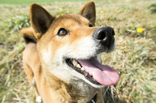 笑っている柴犬